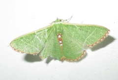 Comibaena leucospilata