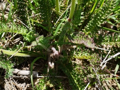 Pedicularis gyroflexa