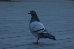Columba livia domestica