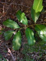 Cupaniopsis parvifolia