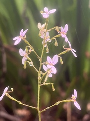 Stylidium laricifolium