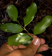 Cupaniopsis parvifolia