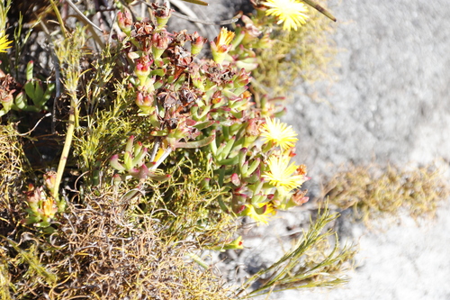 Image of Lampranthus promontorii by (c) Tony Rebelo, some rights reserved (CC BY-SA)