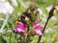 Pedicularis gyroflexa