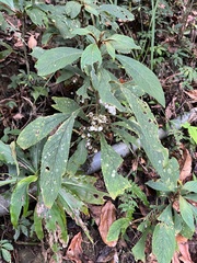 Rhynchotechum discolor