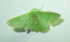 Comibaena leucospilata