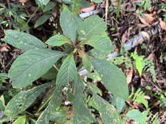 Rhynchotechum discolor