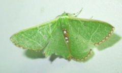 Comibaena leucospilata