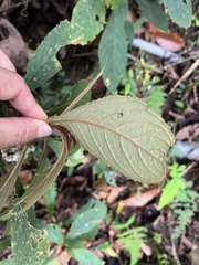 Rhynchotechum discolor