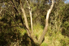 Eucalyptus stellulata