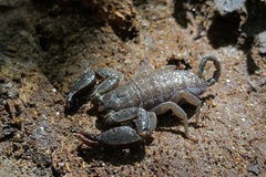 Hormurus macrochela