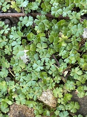 Hydrocotyle batrachium