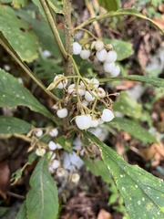 Rhynchotechum discolor