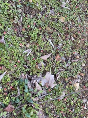 Hydrocotyle batrachium