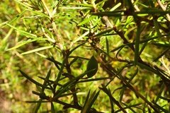 Grevillea australis