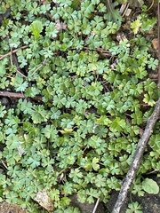 Hydrocotyle batrachium