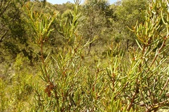 Hakea microcarpa