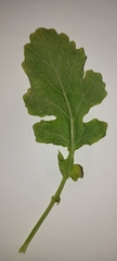 Brassica juncea