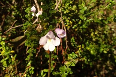 Prostanthera cuneata