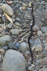 Dendrophidion bivittatus