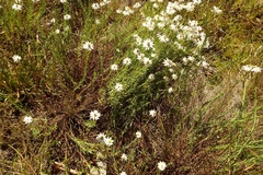 Rhodanthe anthemoides