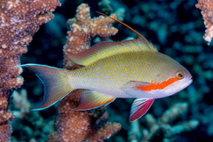 Pseudanthias huchtii