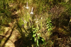 Veronica derwentiana