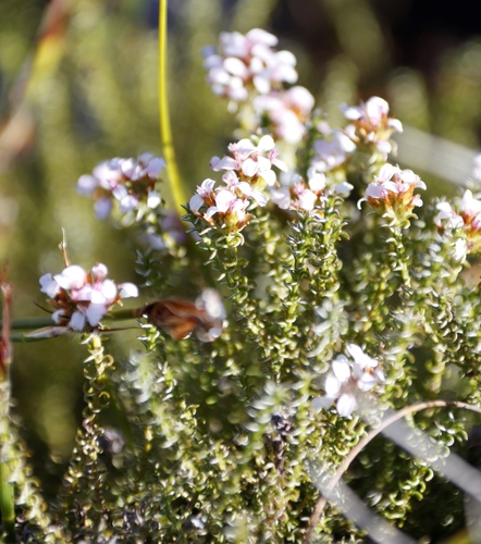 Image of Disparago ericoides by (c) Tony Rebelo, some rights reserved (CC BY-SA)