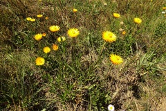 Xerochrysum subundulatum