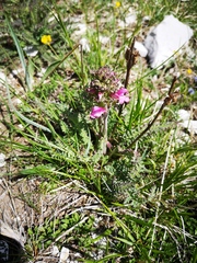 Pedicularis gyroflexa