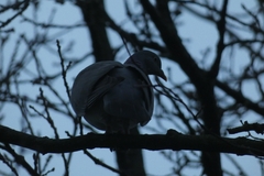 Columba palumbus