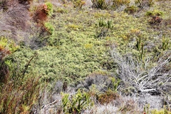 Gleichenia polypodioides