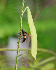 Polistes sagittarius