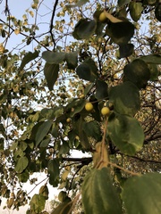 Ziziphus jujuba