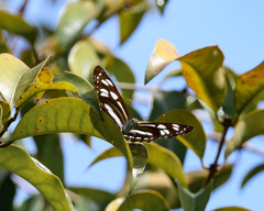 Phaedyma columella singa