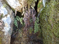 Adiantum capillus-veneris