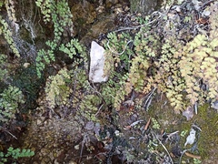 Adiantum capillus-veneris