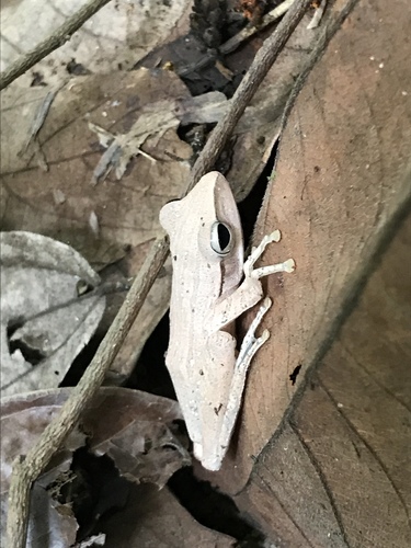 Common Southeast Asian Tree Frog, University of Science, Malaysia, Georgetown, Penang, MY, photo 10 of 10