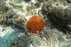 Phlyctenactis tuberculosa