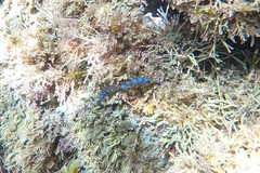Pteraeolidia ianthina