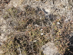 Drosanthemum parvifolium