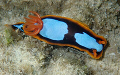 Chromodoris westraliensis