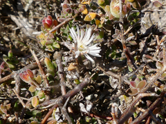 Drosanthemum parvifolium