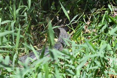 Crocodylia