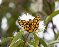 Odina hieroglyphica
