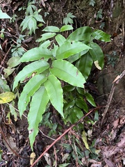 Diplazium donianum