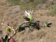 Drosanthemum parvifolium