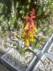 Lachenalia quadricolor
