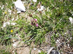 Pedicularis gyroflexa