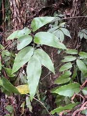 Diplazium donianum